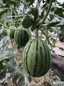 400w网红吃瓜,400万网红揭秘娱乐圈吃瓜大事件 第3张 400w网红吃瓜,400万网红揭秘娱乐圈吃瓜大事件 第3张